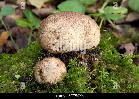 Scleroderma citrinum, funghi comuni di Earthball un fungo di terreno boscoso rotondo nella foto di stock autunno Foto Stock