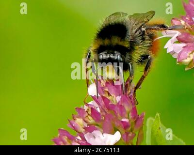 bumblebee con coda rossa su fiore di origano Foto Stock