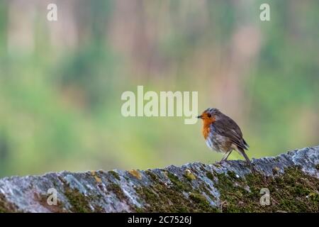 European Robin Erithacus rubbecula Profilo offuscato sfondo o Seixo Mugardos Galizia Spagna Foto Stock