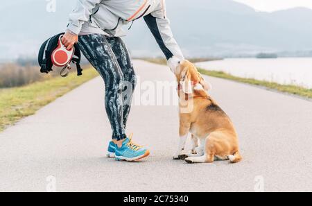 Donna corridore che addestrano il suo cane di beagle prima di cannecross mattina esercizio Foto Stock