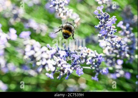 Un bumblebee bumblebee 'bombus terrestris' in volo sopra la lavanda inglese. Foto Stock
