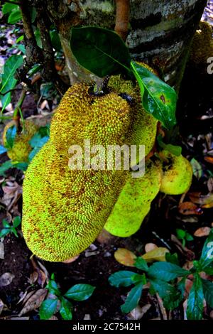 I frutti giganti di jackfruit sugli alberi a Zanzibar Foto Stock