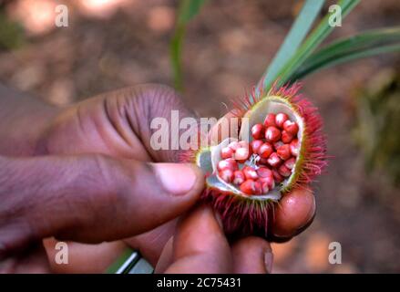 Rossetto naturale di Zanzibar Foto Stock