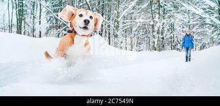 Cane beagle attivo che corre nella neve profonda. Passeggiate invernali con animali domestici concept immagine. Foto Stock