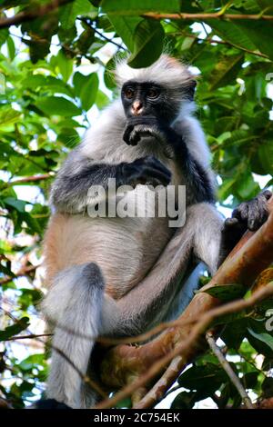 Scimmia colobus rossa a Zanzibar, foresta di Jozani Foto Stock