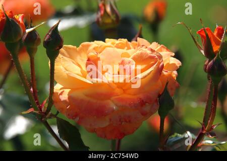 Rosa Westzeit nel Rosarium Flora nel villaggio di Boskoop nei Paesi Bassi passando dal colore arancione al giallo Foto Stock