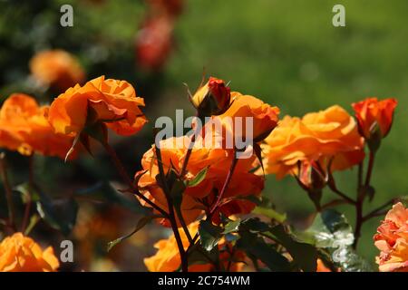 Rosa Westzeit nel Rosarium Flora nel villaggio di Boskoop nei Paesi Bassi passando dal colore arancione al giallo Foto Stock