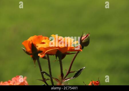 Rosa Westzeit nel Rosarium Flora nel villaggio di Boskoop nei Paesi Bassi passando dal colore arancione al giallo Foto Stock