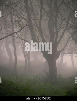 Maestoso albero di quercia tra nebbia fitta in una foresta vicino Portomarin Galizia Foto Stock