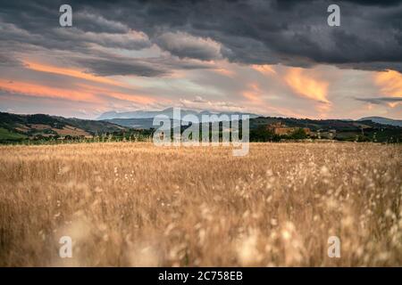 Campagna, campo di grano e tramonto tempestoso nelle Marche, Italia Foto Stock