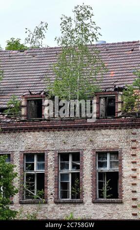 10 luglio 2020, Brandeburgo, Beelitz: Sulla zona degli ex sanatori polmonari a Beelitz-Heilstätten, sono offerte visite guidate degli edifici elencati. Il sentiero lungo 320 metri "Tree and Time" si trova anche sul terreno. Foto: Jens Kalaene/dpa-Zentralbild/ZB Foto Stock