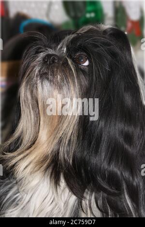 Shih Tzu cane, guardando verso l'alto e lateralmente Foto Stock