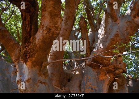 Il più grande albero di baobab in Senegal Foto Stock