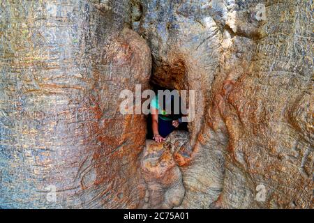Il più grande albero di baobab in Senegal Foto Stock