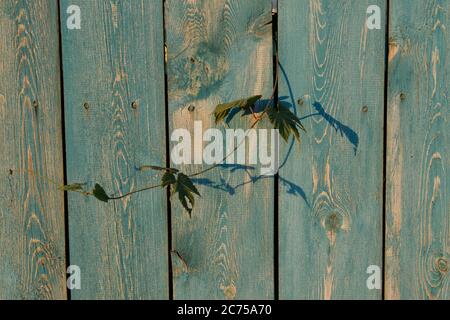 Un ramo sottile che cresce attraverso una rastrelliera in un legno Recinzione Foto Stock