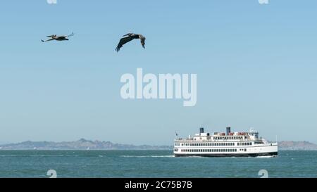 Pellicani sull'Oceano Pacifico che volano sull'Isola di Alcatraz con una barca turistica Alcatraz sullo sfondo, San Francisco Bay, California, USA Foto Stock