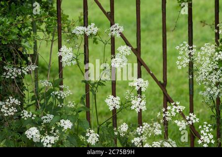 Prezzemolo di mucca, Chipping, Preston, Lancashire, Regno Unito Foto Stock
