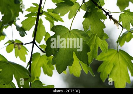 Luce del sole sulle foglie in primavera crescita, Chipping, Preston, Lancashire, Regno Unito Foto Stock