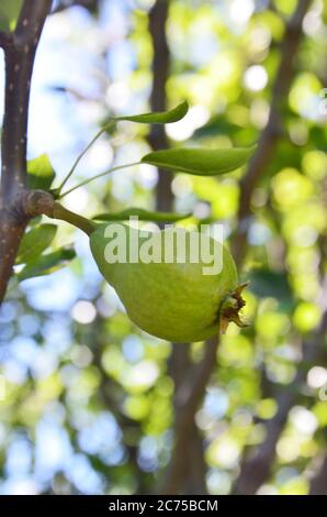 Una pera è una frutta dolce e dolce con un centro fibroso. Le pere sono ricche di antiossidanti essenziali, composti vegetali e fibre dietetiche. Foto Stock