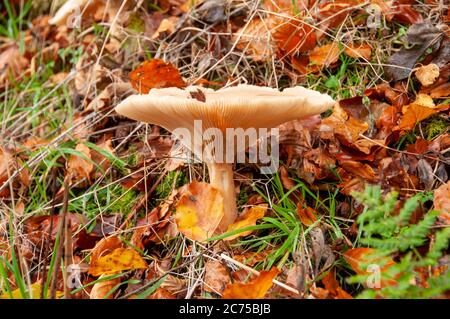 Cappellino con cappuccio e foglie autunnali, Whitewell, Clitheroe, Lancashire, Inghilterra, Regno Unito. Foto Stock