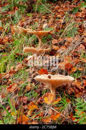 Cappellino con cappuccio e foglie autunnali, Whitewell, Clitheroe, Lancashire, Inghilterra, Regno Unito. Foto Stock