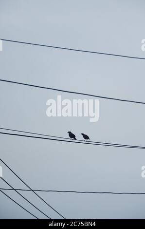 Due uccelli di passero in piedi sul filo elettrico. Foto Stock