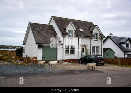 Scottish Blackface Sheep, Fionnphort, Isle of Mull, Argyll and Bute, Scozia, Regno Unito. Foto Stock