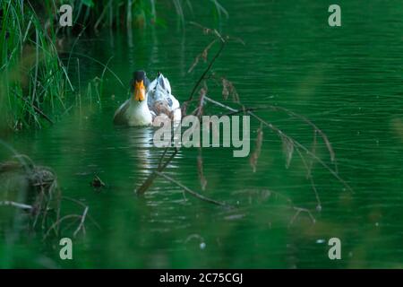 Splendido paesaggio naturale in estate con alberi verdi intorno al lago e carina anatra selvatica. Foto Stock