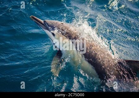 Un'inchino comune dei delfini corre lungo una nave per l'avvistamento delle balene al largo delle spese di Port Stephens nel nuovo Galles del Sud, Australia. Foto Stock