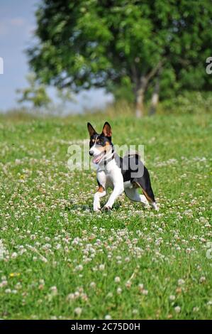 tricolore cane basenji che corre fuori su erba verde Foto Stock
