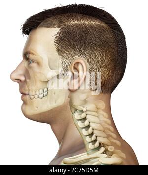 rappresentazione 3d, rappresentazione accurata dal punto di vista medico di un'anatomia del cranio e del collo maschile Foto Stock