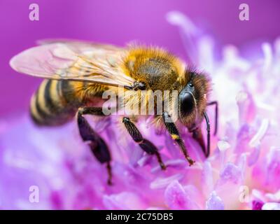 Il miele delle api gli insetti impollinatori fiore di trifoglio Foto Stock