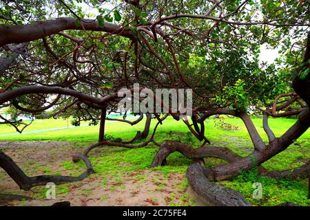 Alberi di cashew in Lencois Maranhenses, Brasile Foto Stock