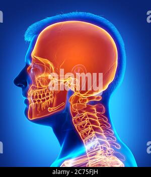 rappresentazione 3d, rappresentazione accurata dal punto di vista medico del cranio evidenziato Foto Stock