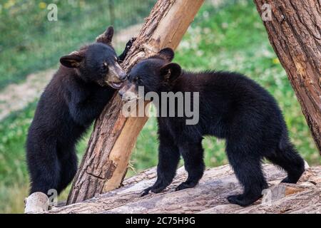 Baby orso nero che gioca nell'albero Foto Stock