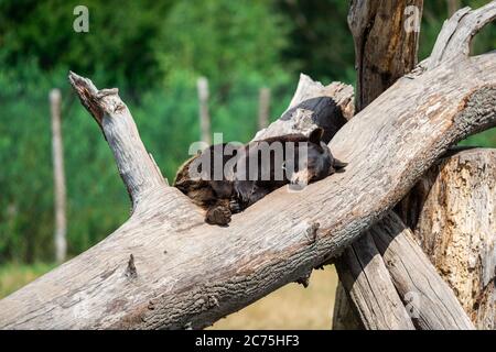 Orso nero nell'albero Foto Stock