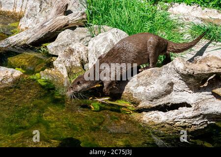 European Otter che cammina sulla roccia Foto Stock