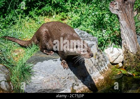 European Otter che cammina sulla roccia Foto Stock