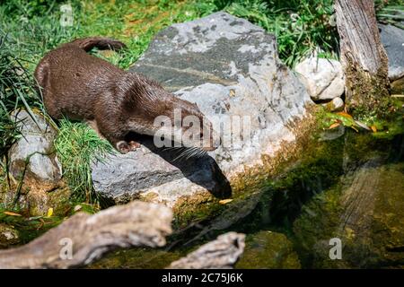 European Otter che cammina sulla roccia Foto Stock