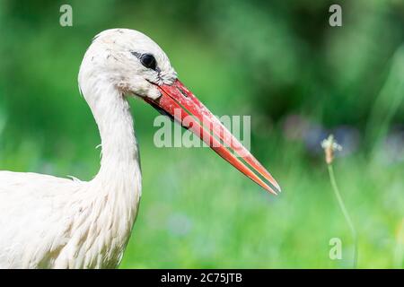 Cicogna bianca che vola nel prato Foto Stock