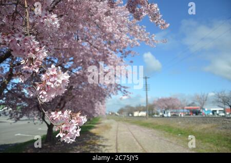 Cherry Blossom a settembre Primavera nell'isola meridionale della Nuova Zelanda. Foto Stock