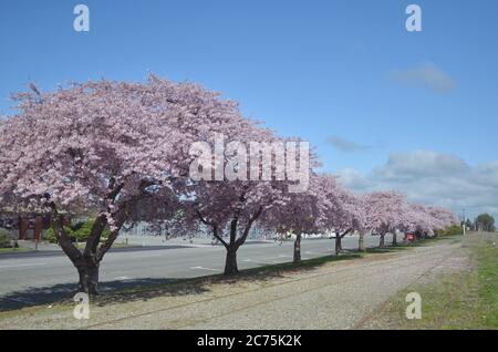 Cherry Blossom a settembre Primavera nell'isola meridionale della Nuova Zelanda. Foto Stock