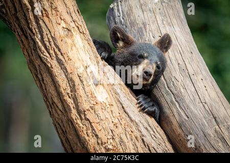 Baby orso nero che gioca nell'albero Foto Stock