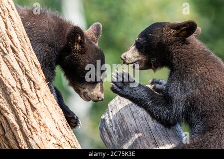 Baby orso nero che gioca nell'albero Foto Stock