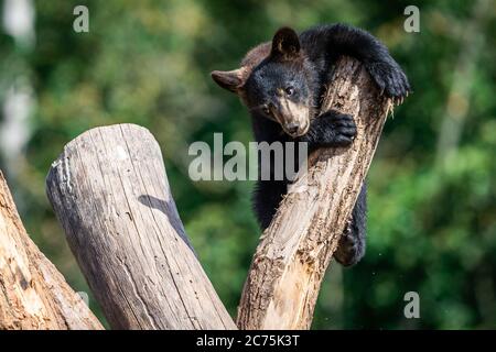 Baby orso nero che gioca nell'albero Foto Stock