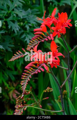 Crocosmia, Perenne, Corms, Flower, Red, Cheshire, Inghilterra, Estate, Autunno, caduta, arco Spike, Curtonus, Crocoschiiflora, bellezza, impensivo Foto Stock