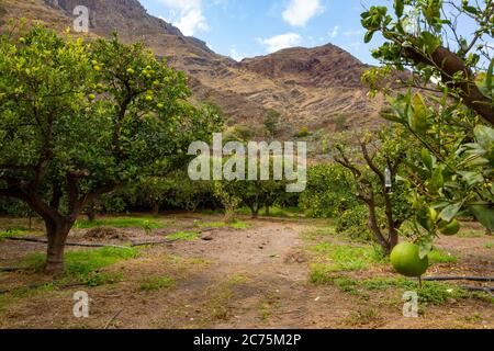 Strada tra alberi organici Orange a Orchard Foto Stock