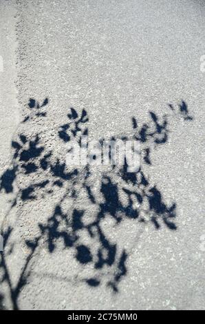 Ombra di rami di alberi su Asphalt Road. Foto Stock