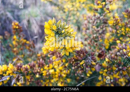 Fiori gialli selvatici tra i verdi. La Gorse o Ulex è un genere di piante da fiore della famiglia Fabaceae. Foto Stock