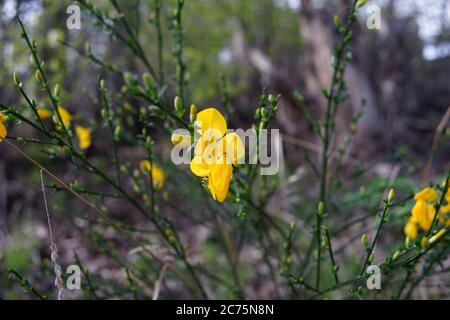 Wild Yellow Flowers Among The Green. Gorse or Ulex is a genus of flowering plants in the family Fabaceae. Foto Stock